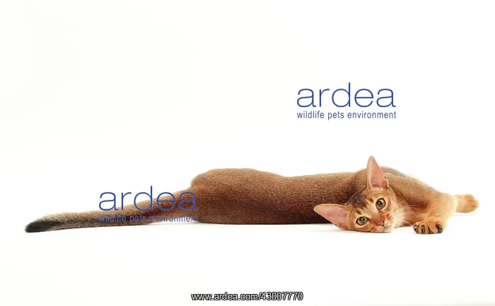  : Cat Abyssinian