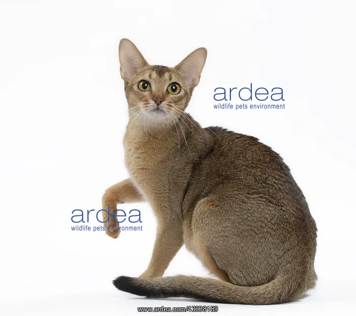 : Cat Abyssinian : Cat Abyssinian