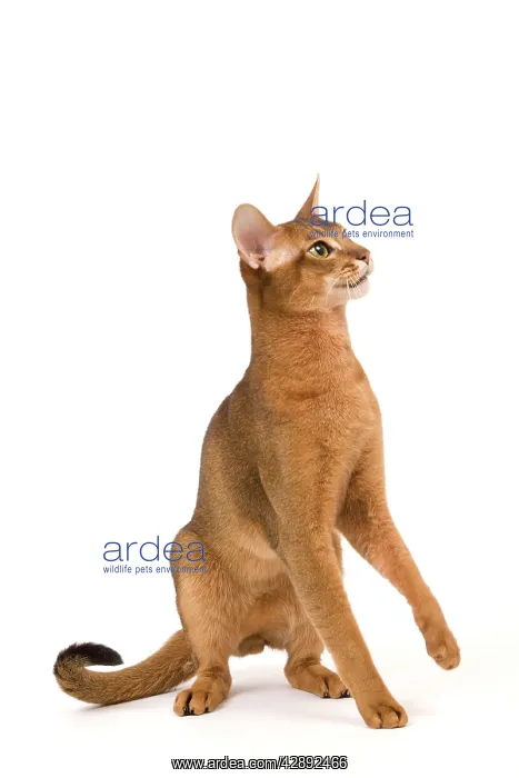  : Cat - Abyssinian cat