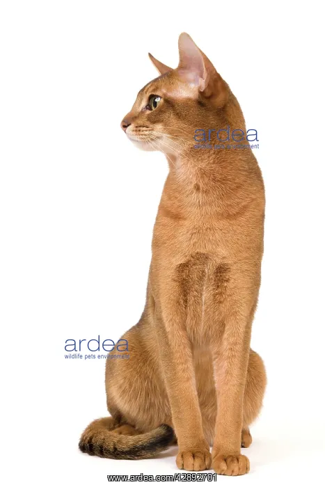  : Cat - Abyssinian cat
