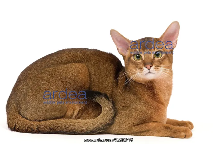  : Cat - Abyssinian cat