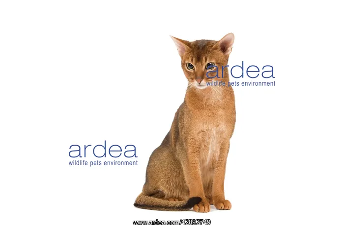  : Cat - Abyssinian cat