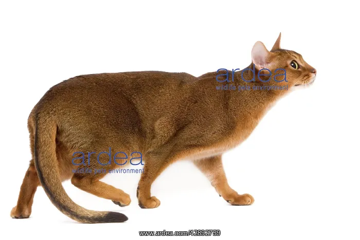 : Cat - Abyssinian cat : Cat - Abyssinian cat
