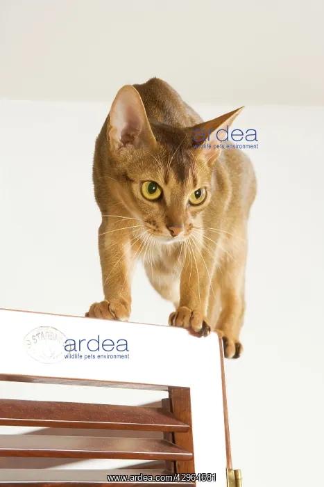 : Cat - Abyssinian - on door : Cat - Abyssinian - on door