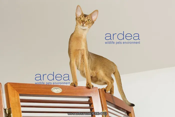 : Cat - Abyssinian - on door : Cat - Abyssinian - on door