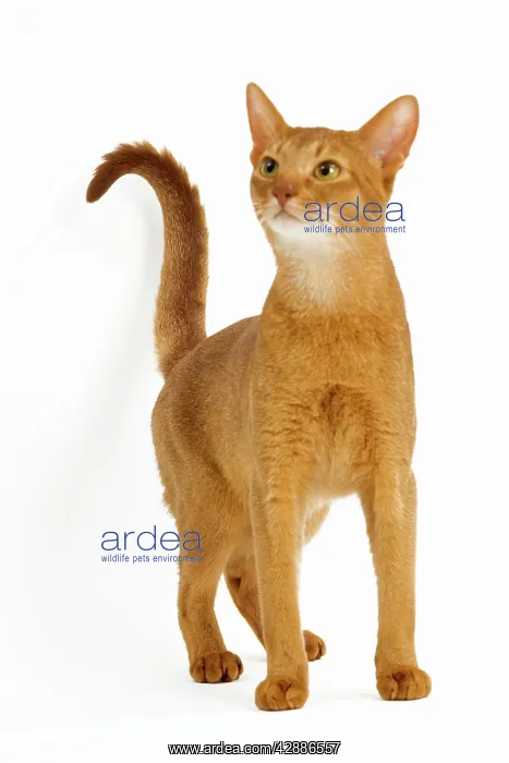  : Cat - Abyssinian Red