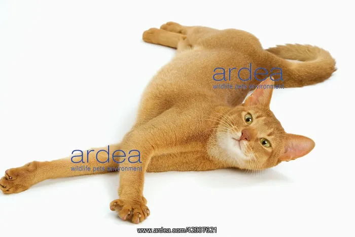 : Cat - Abyssinian - red - in studio : Cat - Abyssinian - red - in studio