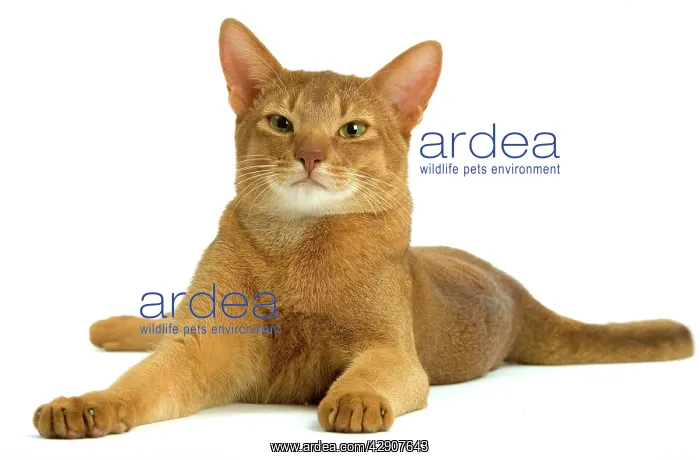 : Cat - Abyssinian - red - in studio : Cat - Abyssinian - red - in studio