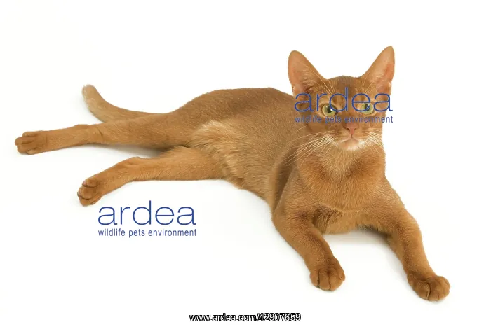  : Cat - Abyssinian - red - in studio