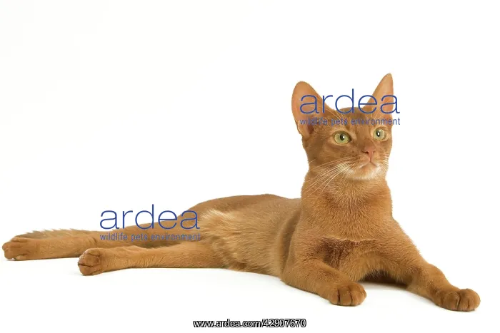  : Cat - Abyssinian - red - in studio