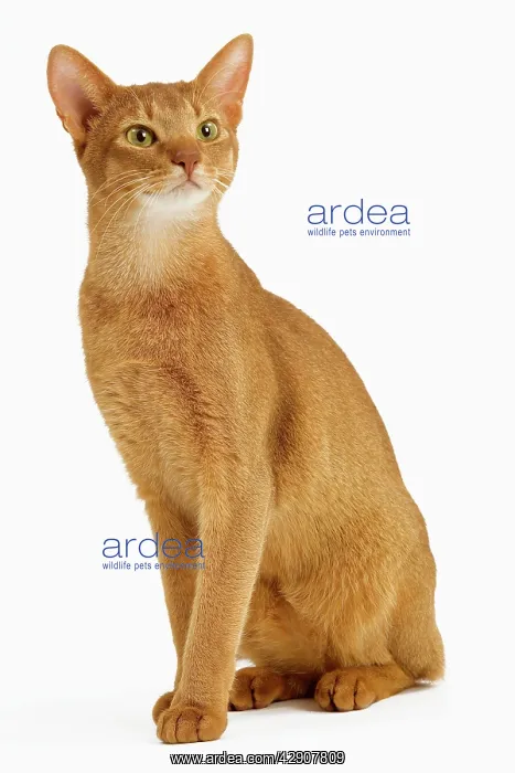  : Cat - Abyssinian - red - in studio