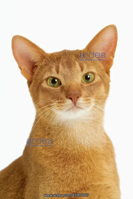 : Cat - Abyssinian - red - in studio : Cat - Abyssinian - red - in studio
