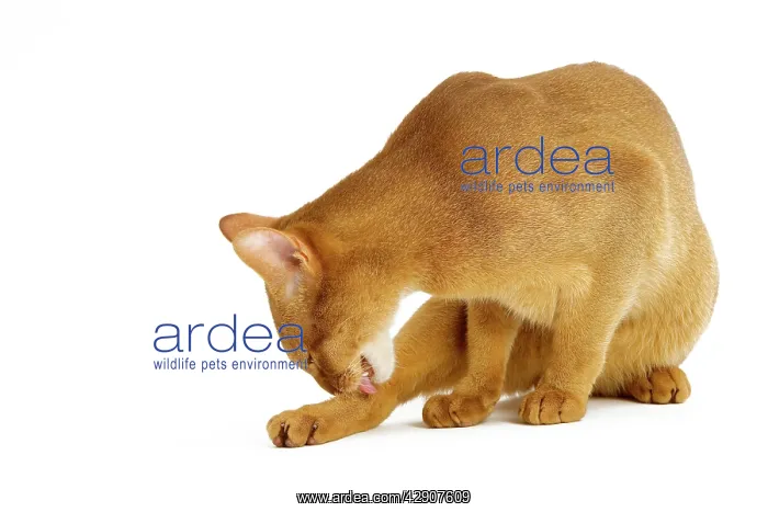 : Cat - Abyssinian - red - in studio grooming : Cat - Abyssinian - red - in studio grooming