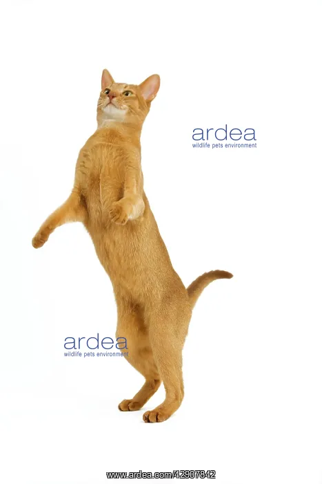 : Cat - Abyssinian - red - in studio on hind legs : Cat - Abyssinian - red - in studio on hind legs