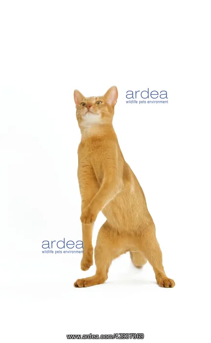 : Cat - Abyssinian - red - in studio on hind legs : Cat - Abyssinian - red - in studio on hind legs