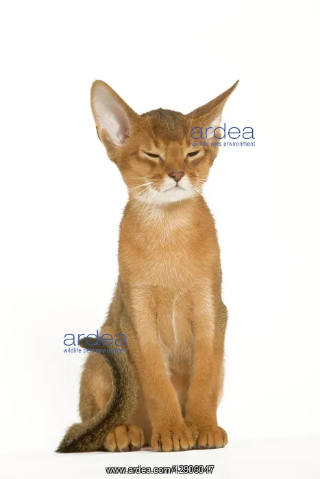 : Cat - Abyssinian ruddy in studio : Cat - Abyssinian ruddy in studio