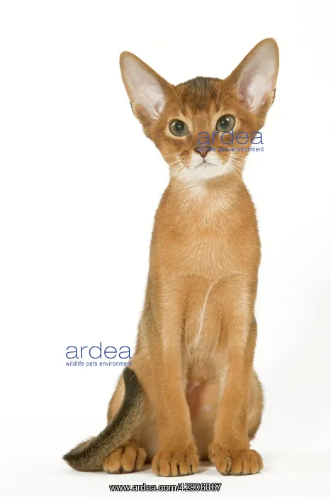  : Cat - Abyssinian ruddy in studio