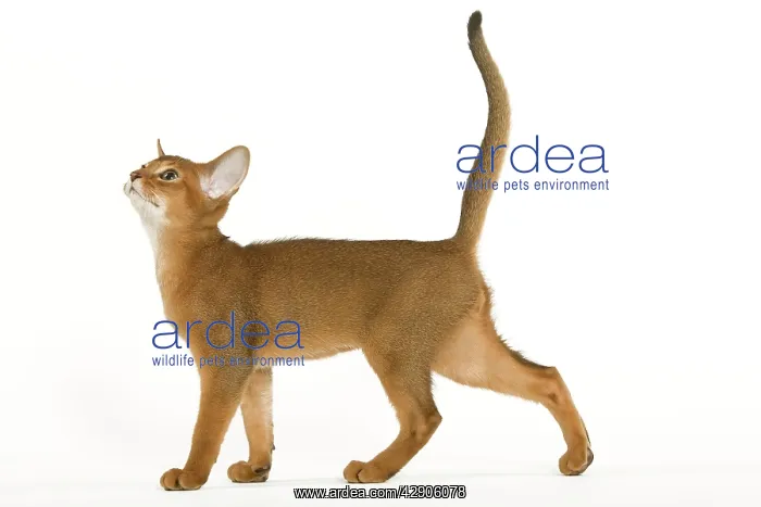 : Cat - Abyssinian ruddy in studio : Cat - Abyssinian ruddy in studio