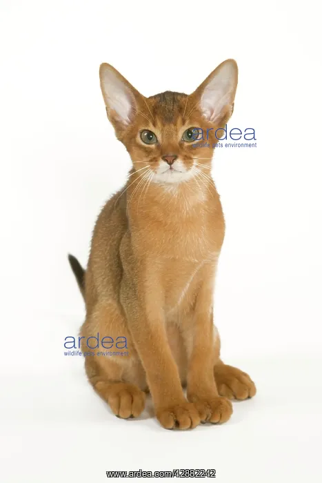  : Cat - Abyssinian sitting in studio