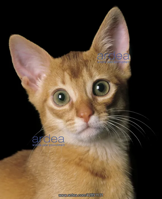 : Cat - Abyssinian Sorrel : Cat - Abyssinian Sorrel