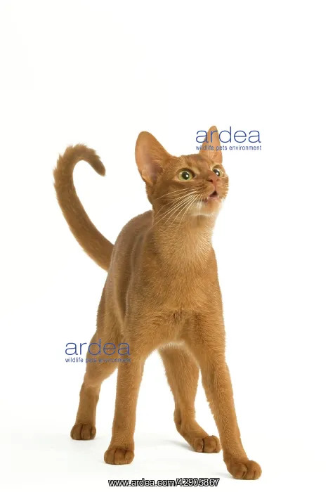  : Cat - Abyssinian Sorrel in studio