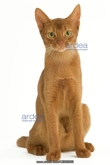 : Cat - Abyssinian Sorrel in studio : Cat - Abyssinian Sorrel in studio