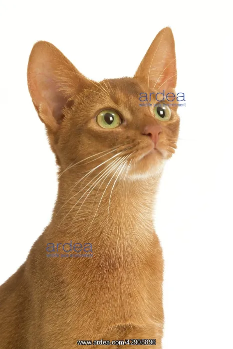  : Cat - Abyssinian Sorrel in studio
