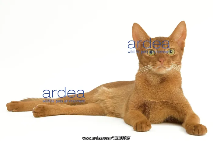 : Cat - Abyssinian Sorrel in studio : Cat - Abyssinian Sorrel in studio