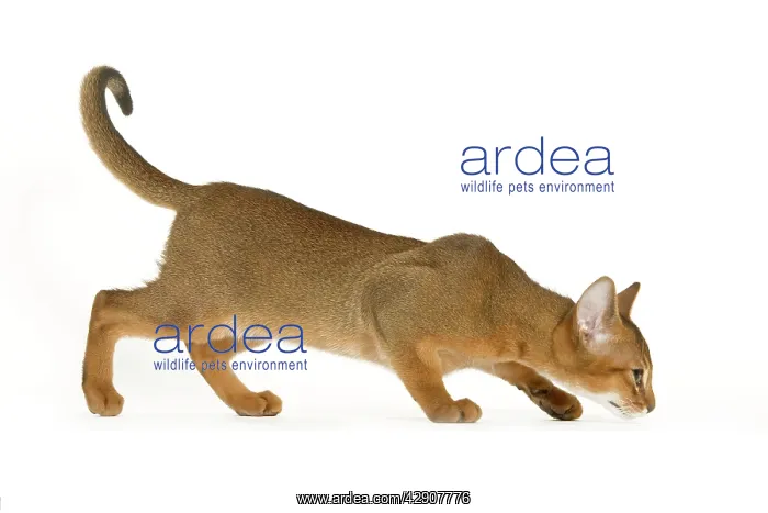 : Cat - Abyssinian - in studio : Cat - Abyssinian - in studio