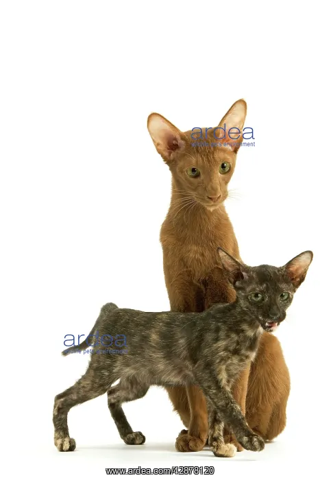 : Cat - adult Oriental Cinnamon with Oriental Tortie kitten : Cat - adult Oriental Cinnamon with Oriental Tortie kitten