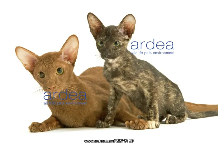 : Cat - adult Oriental Cinnamon with Oriental Tortie kitten : Cat - adult Oriental Cinnamon with Oriental Tortie kitten