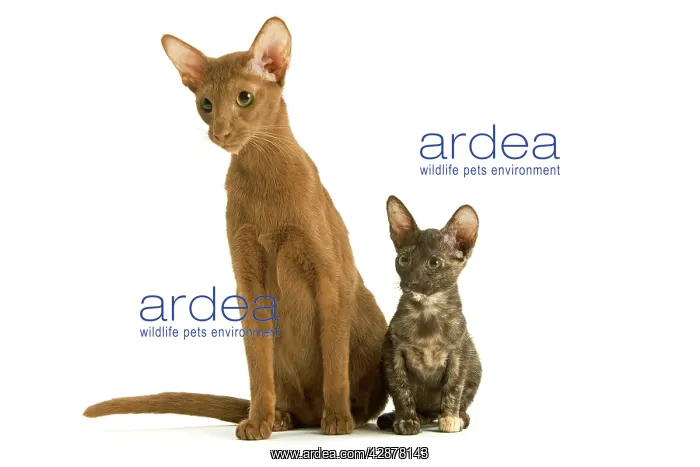: Cat - adult Oriental Cinnamon with Oriental Tortie kitten : Cat - adult Oriental Cinnamon with Oriental Tortie kitten