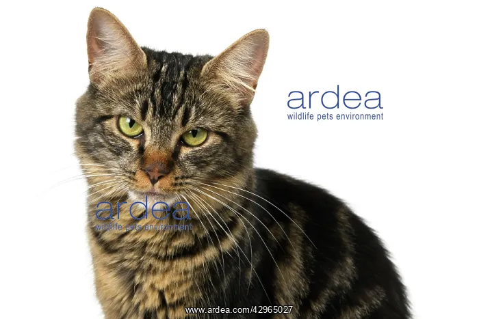 : CAT. adult tabby, facial expression, cute, studio, white ba : CAT. adult tabby, facial expression, cute, studio, white ba