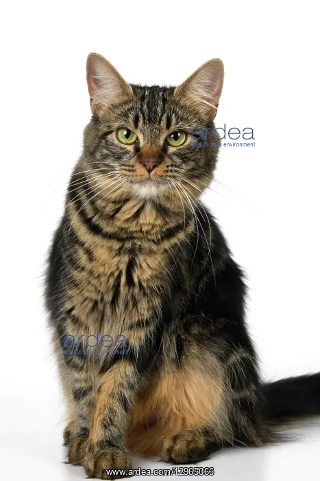 : CAT. adult tabby, facial expressions, , cute, studio, whit : CAT. adult tabby, facial expressions, , cute, studio, whit