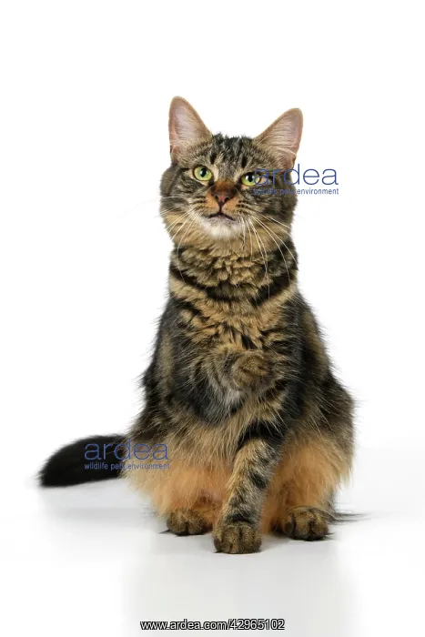 : CAT. adult tabby, facial expressions, , cute, studio, whit : CAT. adult tabby, facial expressions, , cute, studio, whit