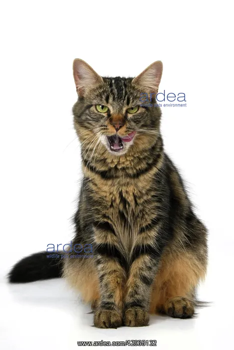 : CAT. adult tabby, facial expressions, , cute, studio, whit : CAT. adult tabby, facial expressions, , cute, studio, whit