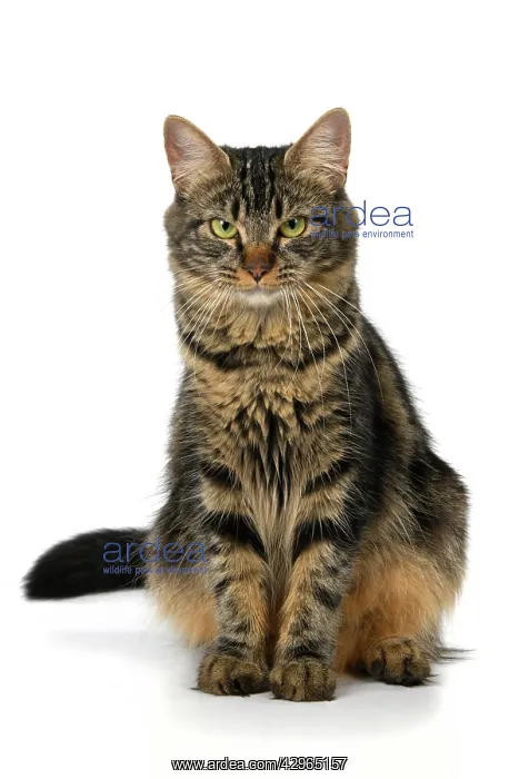 : CAT. adult tabby, facial expressions, , cute, studio, whit : CAT. adult tabby, facial expressions, , cute, studio, whit