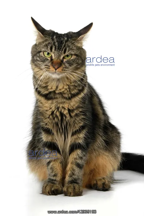 : CAT. adult tabby, facial expressions, , cute, studio, whit : CAT. adult tabby, facial expressions, , cute, studio, whit