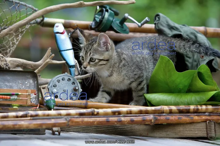  : Cat - Alsace