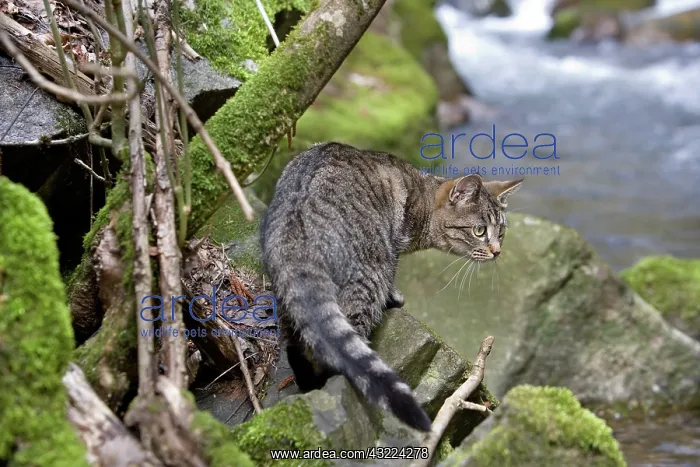 : Cat - Alsace : Cat - Alsace