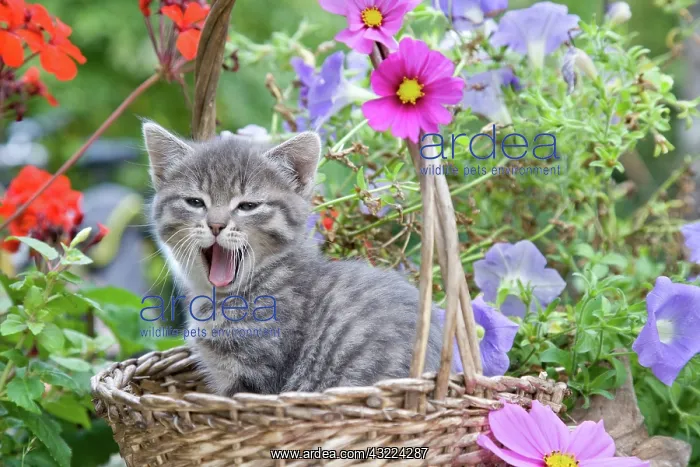 : Cat - Alsace : Cat - Alsace