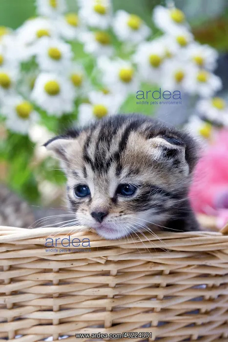: Cat - Alsace : Cat - Alsace