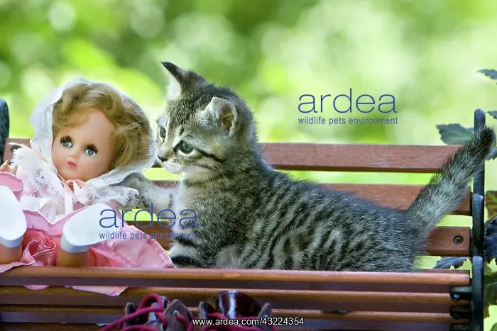 : Cat - Alsace : Cat - Alsace