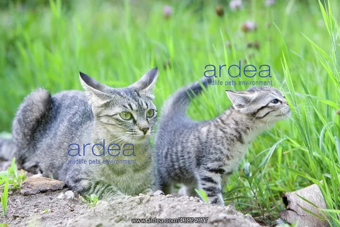 : Cat - Alsace : Cat - Alsace