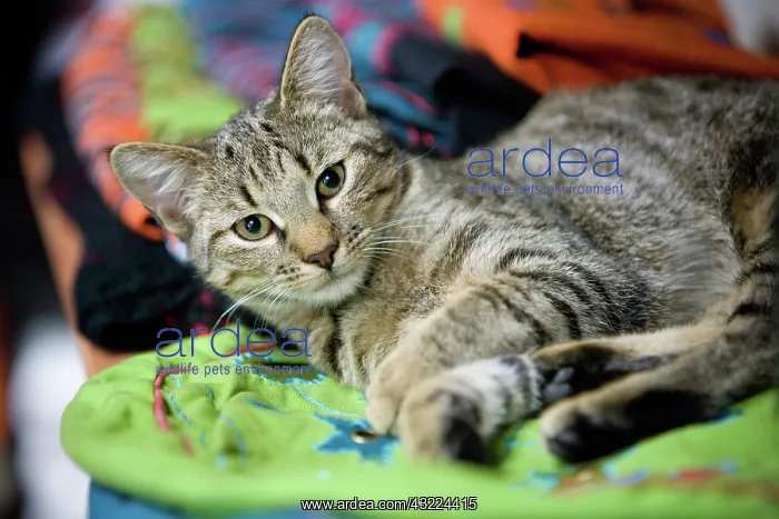 : Cat - Alsace : Cat - Alsace
