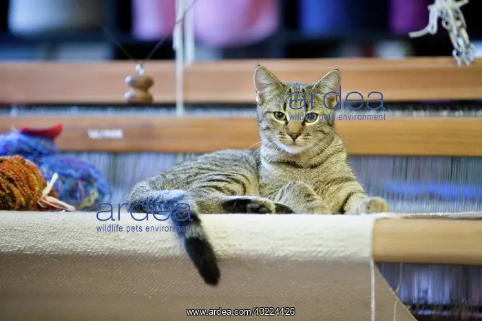 : Cat - Alsace : Cat - Alsace