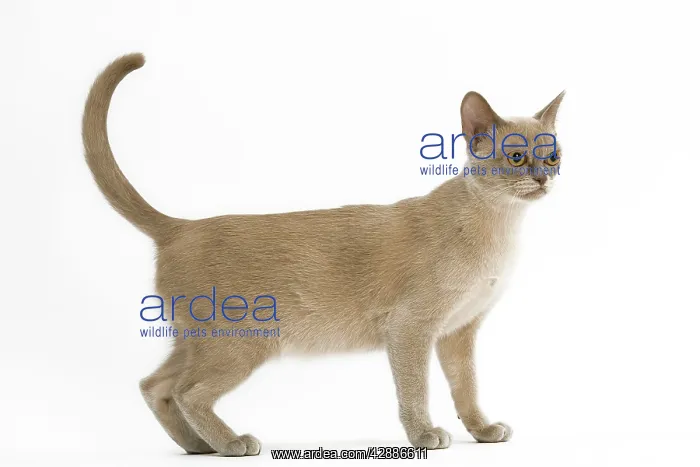 : CAT - American Burmese, lilac. Standing with tail : CAT - American Burmese, lilac. Standing with tail