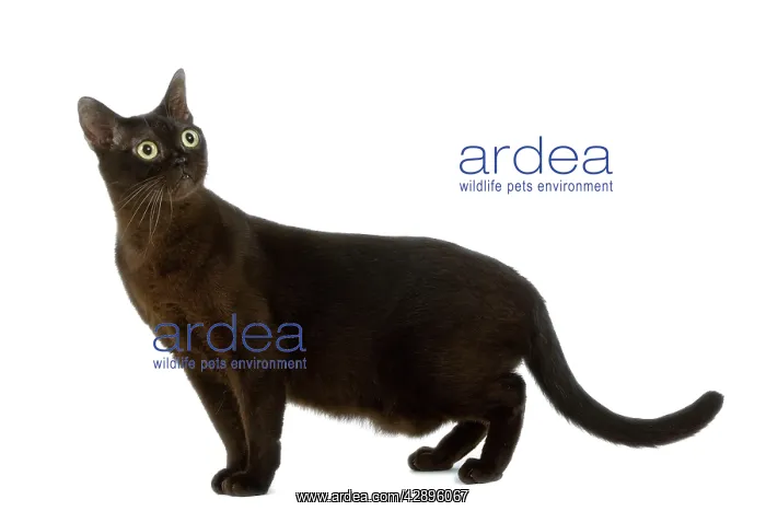 : Cat - American Burmese Zibeline / Sable - in studio : Cat - American Burmese Zibeline / Sable - in studio