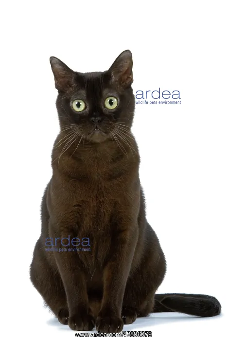 : Cat - American Burmese Zibeline / Sable - in studio : Cat - American Burmese Zibeline / Sable - in studio
