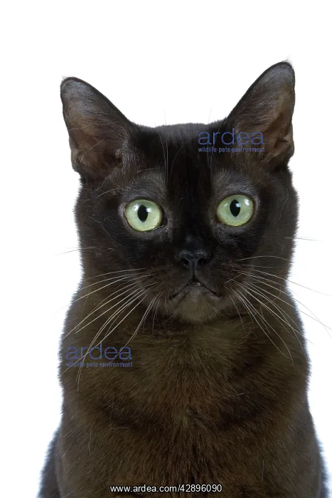 : Cat - American Burmese Zibeline / Sable - in studio : Cat - American Burmese Zibeline / Sable - in studio